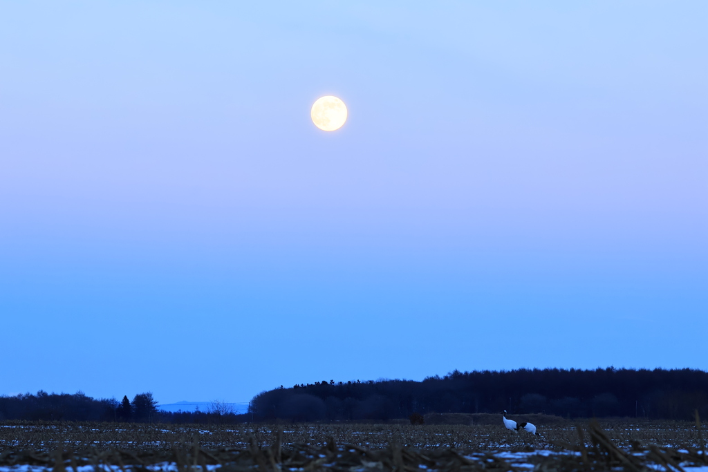 タンチョウのいる風景