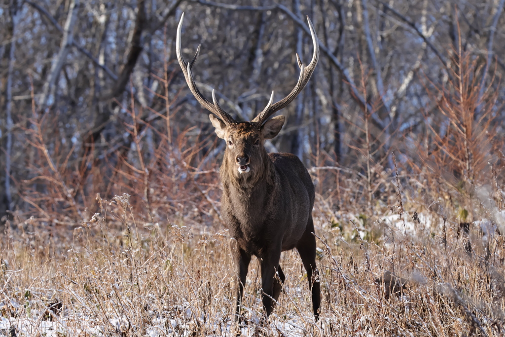 エゾシカ