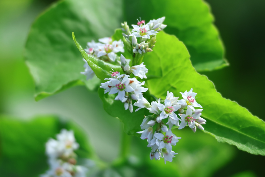 そばの花