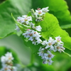 そばの花