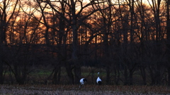 秋の日は釣瓶落とし