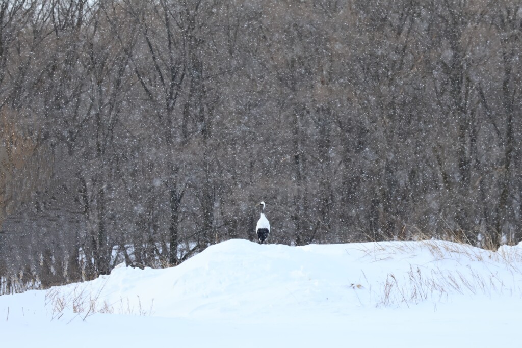 タンチョウのいる風景
