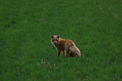 キタキツネ