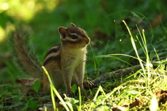 エゾシマリス