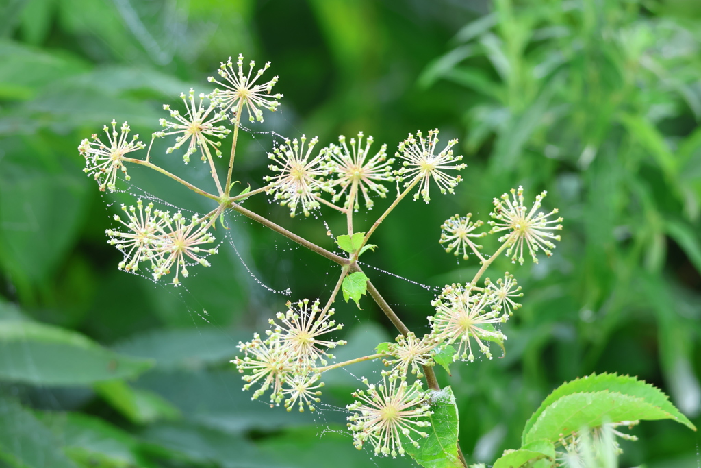 ウドの花