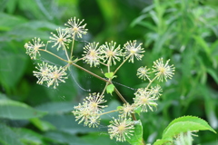 ウドの花