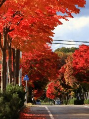 中学校の紅葉