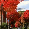中学校の紅葉