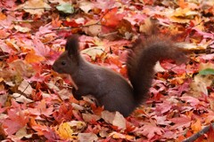 落ち葉まみれ　横バージョン