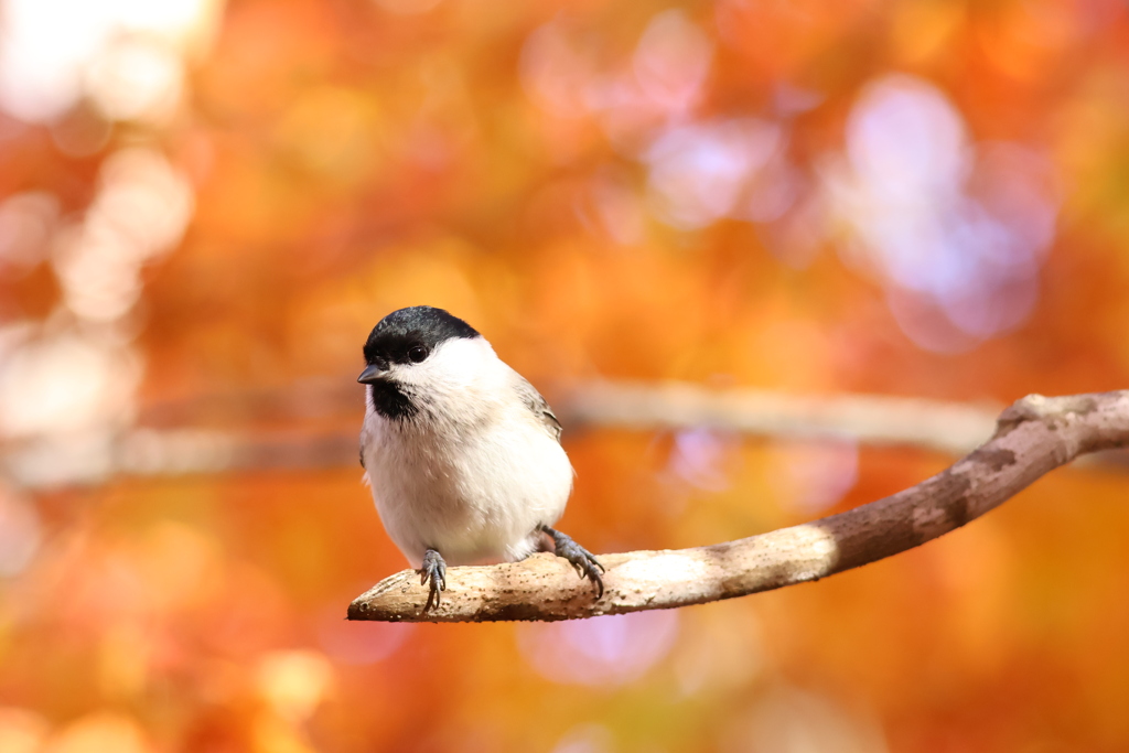 ベレー帽秋コーデ
