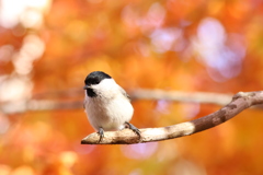 ベレー帽秋コーデ