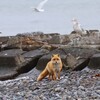 冬のキタキツネ