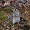エゾシマリス