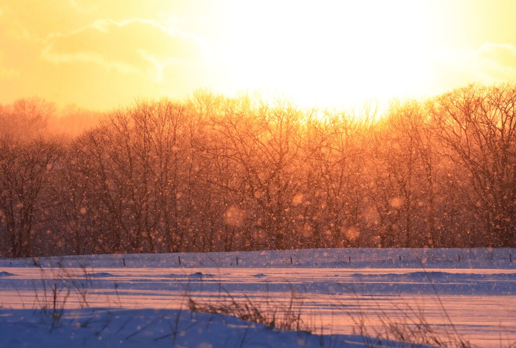 夕日に雪