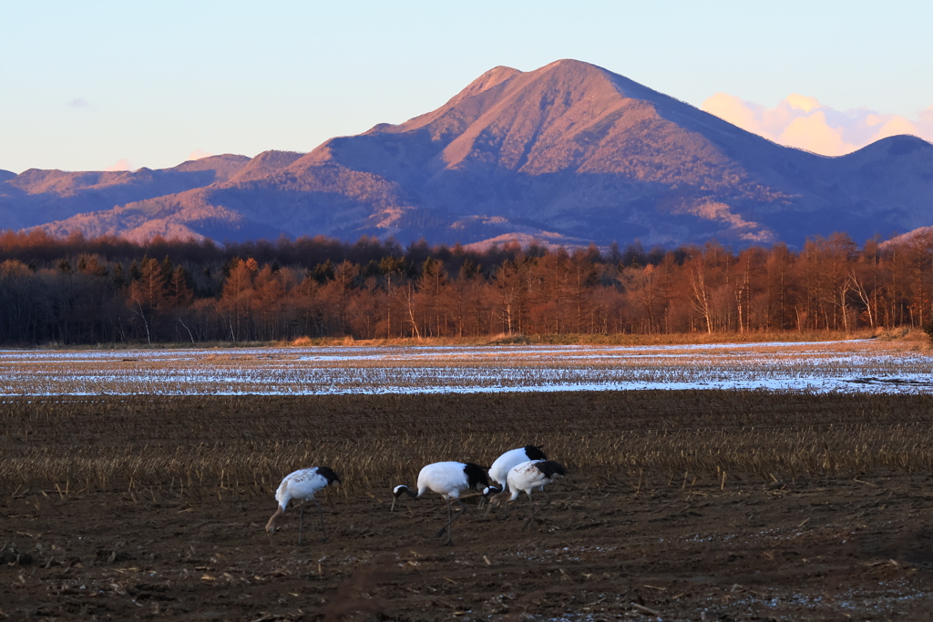 タンチョウのいる風景