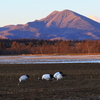 タンチョウのいる風景
