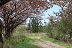 学校跡地に散る桜