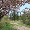 学校跡地に散る桜