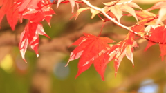 紅葉