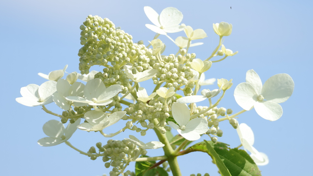 サビタの花（ノリウツギ）