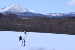 タンチョウのいる風景
