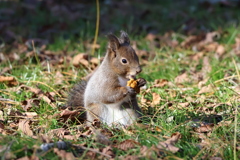 キノコオイシイ