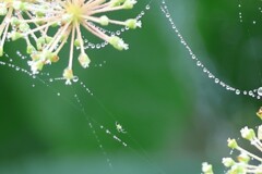 緑色の小さな蜘蛛
