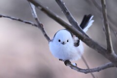 シマエナガ
