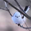 シマエナガ