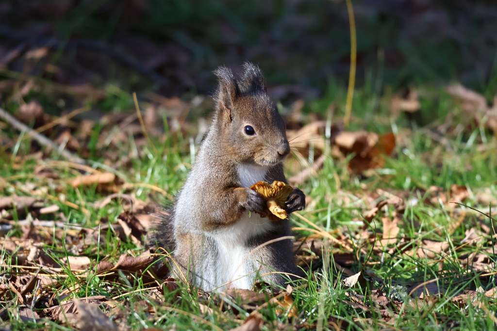 キノコミツケタ