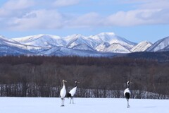 タンチョウのいる風景