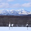 タンチョウのいる風景