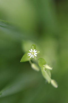 ハコベの花