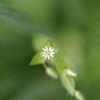 ハコベの花