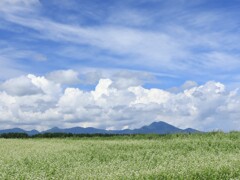 夏の風景