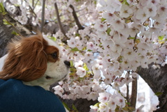 桜と一緒