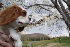 花と愛犬