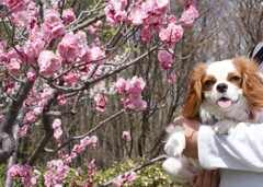 梅と愛犬
