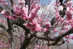 梅の花