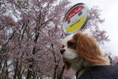 桜と愛犬