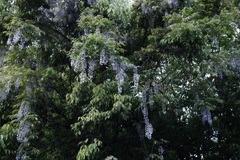 自生の藤の花