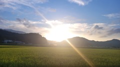 もうすぐ稲刈り