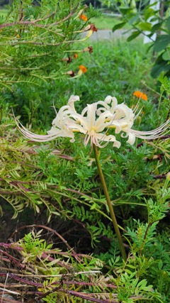 白い彼岸花