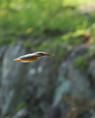 カワセミ