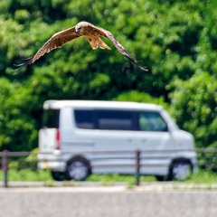 ミサゴ