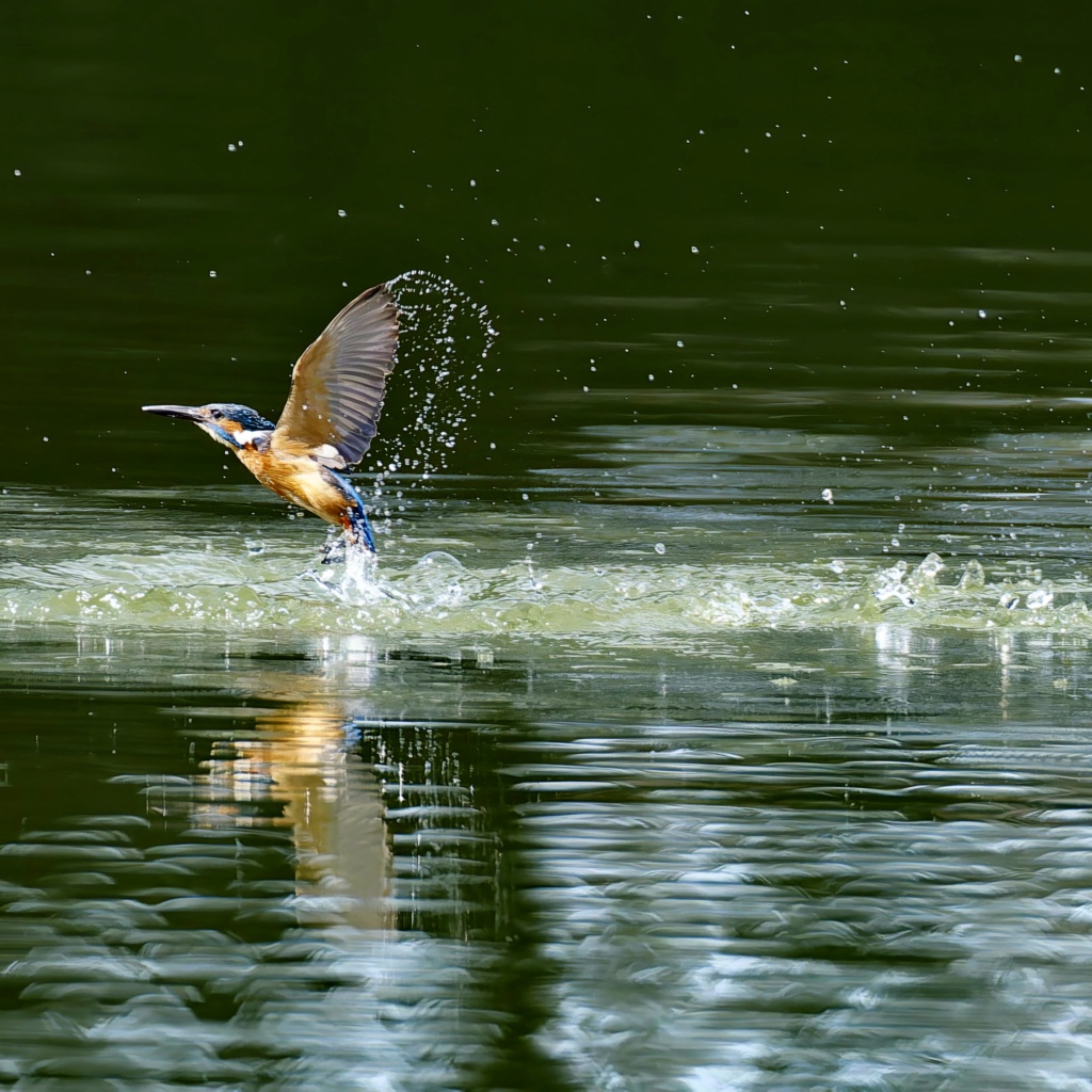 カワセミ