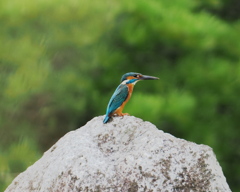 カワセミ