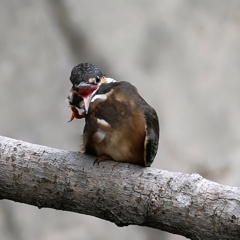 カワセミ