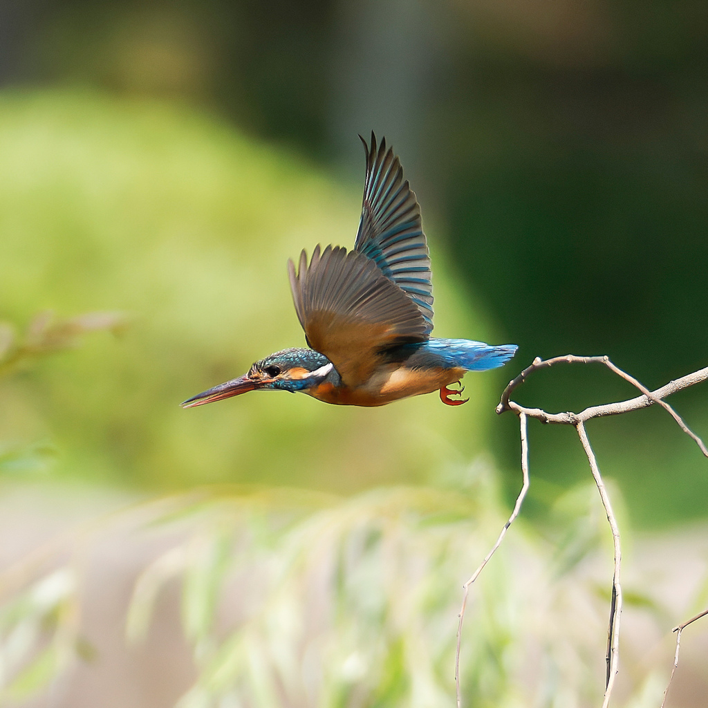 カワセミ