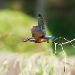 カワセミ